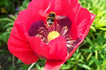   bee on a poppy